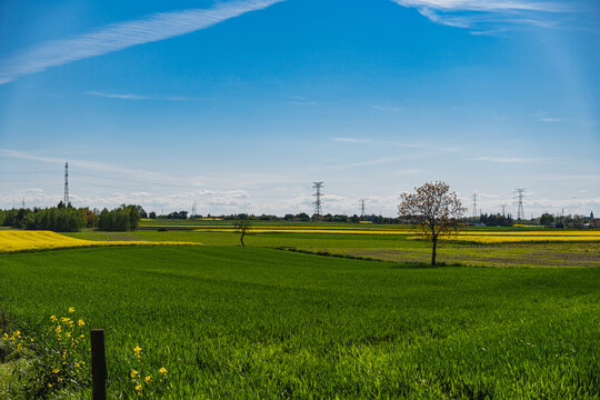 Landscape with green fields of wheat and yellow rapeseed