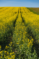 Fields of yellow rapeseed in early spring under a blue sky