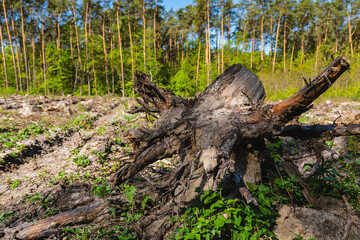 The trunk of a felled tree against the backdrop of a growing forest