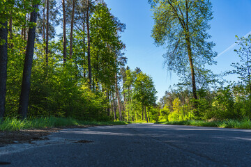 Asphalt empty road through green forest at the beginning of spring on a sunny day