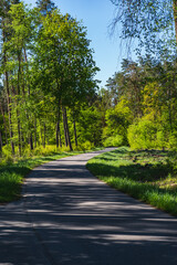 Asphalt empty road through green forest at the beginning of spring on a sunny day