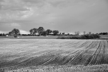 Rural landscape with plowed field and trees along the road in spring