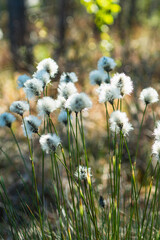 Detail of hare's-tail cottongrass growing on a fen during early spring