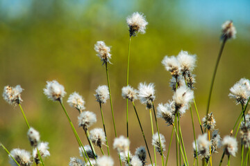 Detail of hare's-tail cottongrass growing on a fen during early spring