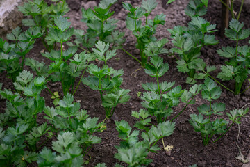 Fresh green celery leaves growing in soil in a garden. 
