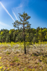 A single dwarf pine on a fen in early spring on a sunny day