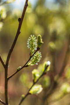 Fototapeta Close-up of willow buds in early spring