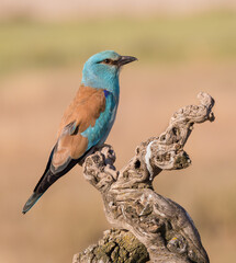 European Roller on Branch