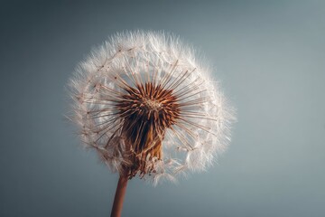one dandelion on light background, closeup