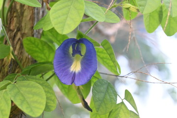 blue flower on a branch of a tree