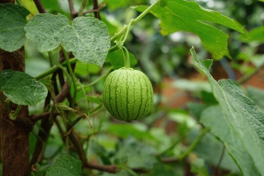 Kakoda a tropical vegetable of the Momordica dioica species