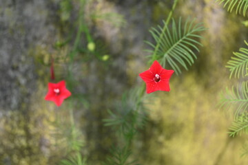red flower in the garden
