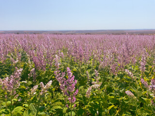 Nature’s lavender gift on cultivated land. Concept of the herbal use, sustainable land, and soothing plant beauty.