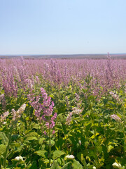 Vertical view of the nature’s lavender gift on cultivated land. Concept of the herbal use, sustainable land, and soothing plant beauty.