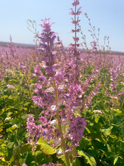 Vertical view of the blooming sage creates a soft purple carpet. Concept of the healing herbs, countryside atmosphere, and seasonal balance.