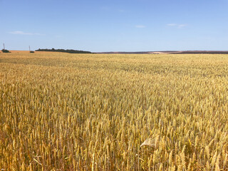 Blue sky over golden wheat heads. Concept of the  harmony between nature, agriculture, and...