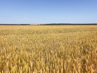 Sunlit wheat crop at peak growth. The concept of the harvest readiness, food systems, and farmland...