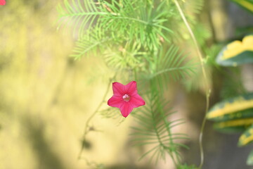 red flower in the garden