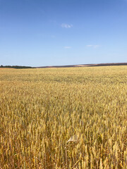 Natural wheat production field. The concept of the farm labor, grain economy, and environmental farming.