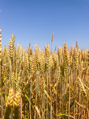 Abundant crop under endless sky. The concept of the future harvest, ecological health, and local economy.