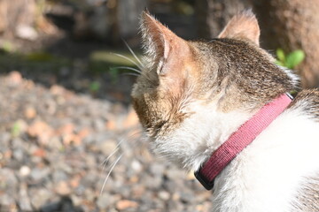 close up of a cat
