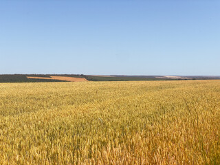 Golden ears fill natural landscape. The concept of the seasonal work, food culture, and organic tradition.