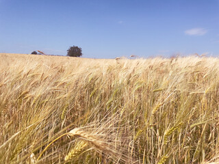 Sun-kissed wheat ready for gathering. Concept of the rural strength, yield preparation, and...