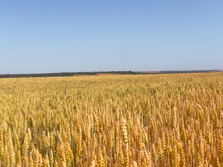 Tall wheat swaying in summer breeze. Concept of the nature’s rhythm, agricultural success, and earth’s reward.