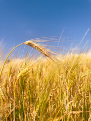 Wheat field under cloudless sky. The concept of the crop health, soil fertility, and agricultural heritage.