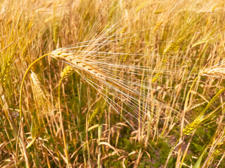 Wheat swaying in warm breeze. The concept of the organic farming, rural living, and environmental harmony.