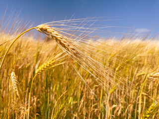 Bountiful golden field in sunlight. The concept of the nutrition source, harvest time, and earth’s abundance.