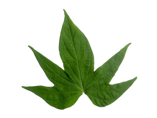 Obraz premium Leaf foliage green blade vein texture chlorophyll nature plant photosynthesis canopy deciduous evergreen shade organic botanical 