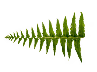 
Leaflet Greenery Blade Compound leaf Pinnate Nature Botany Forest Tropical Understory Spores Rhizome Veins Texture Symmetry Pattern Growth Evergreen Foliage Shade Moisture Fernery
