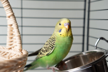 green budgie sits and tries to get food from the feeder