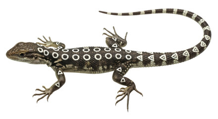 Naklejka premium Isolated Lizard