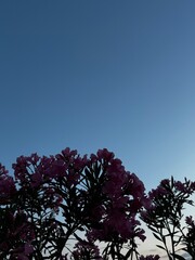 Silhouetted pink oleander blooms beneath a deep blue sky at dusk, capturing the calm atmosphere of...