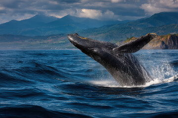 Naklejka premium Humpback whale breaches the surface of the deep blue ocean