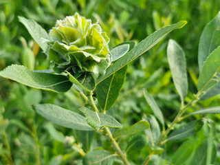 Rabdophaga rosaria, rosette gall on willow