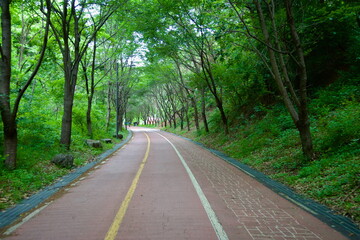 Tree-Lined Bukhangang Bike Path Through Joan