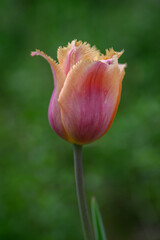 Side view of a tulip with a pink hue and fringed petal edges. 

