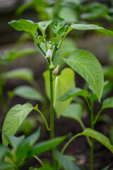 Flower on a pepper plant and a tiny forming pepper with green leaves. 
