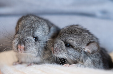 Chinchilla baby on the hand