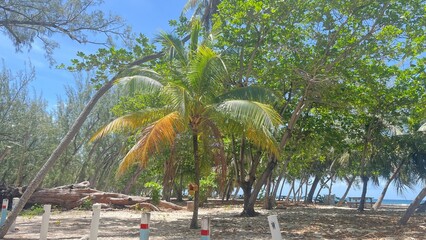 Tropical beach with palm trees