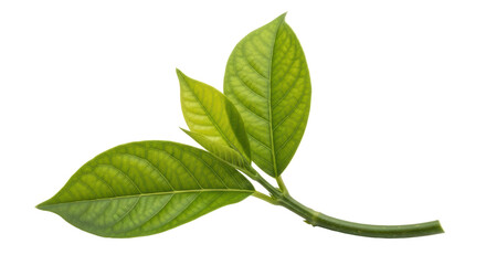 Isolated Avocado Leaves Sprout