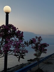 A glowing street lamp lights up above blooming oleander flowers as dusk settles over the coastal...