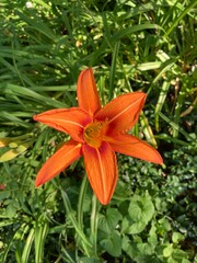 orange lily in the garden