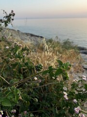 Coastal wildflowers sway in the breeze with the sea in the background, captured in Thassos at...
