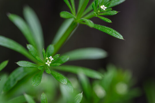 Tiny white flower of cleavers (Galium aparine) on the plant with green leaves outdoors. 
