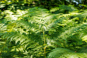 green fern leaves in the forest