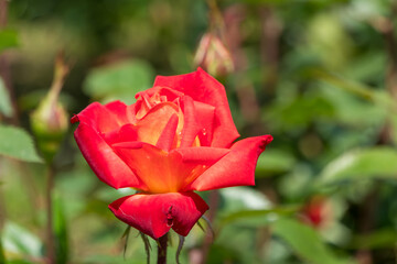 鮮やかな赤が印象的なバラの花